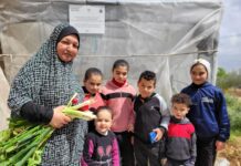 Wicking gardens boost food security