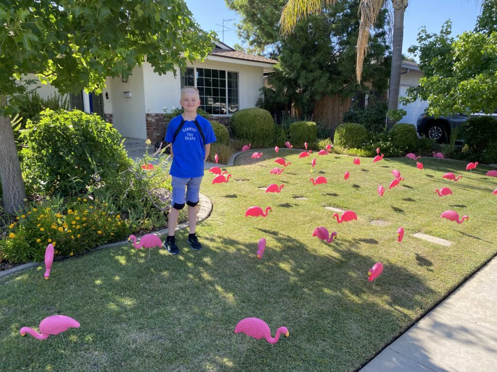 Young man with blue shirt stands in a yard covered with pink plastic flamingos.