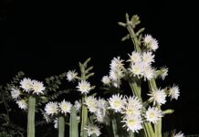 Blooming in the dark Cactus with floweres