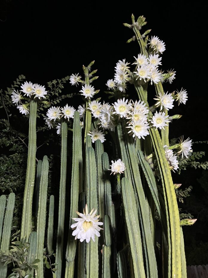 Cactus with floweres